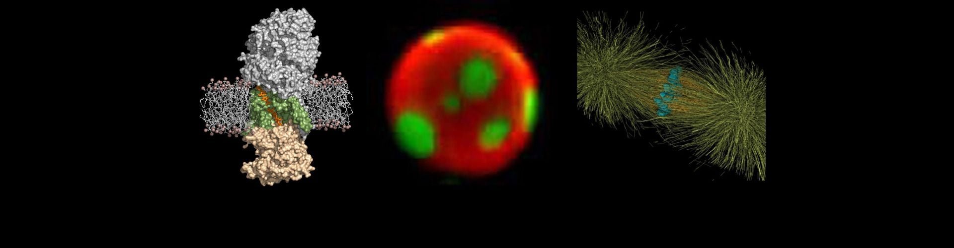 University of Virginia Center for Membrane and Cell Physiology Header V14
