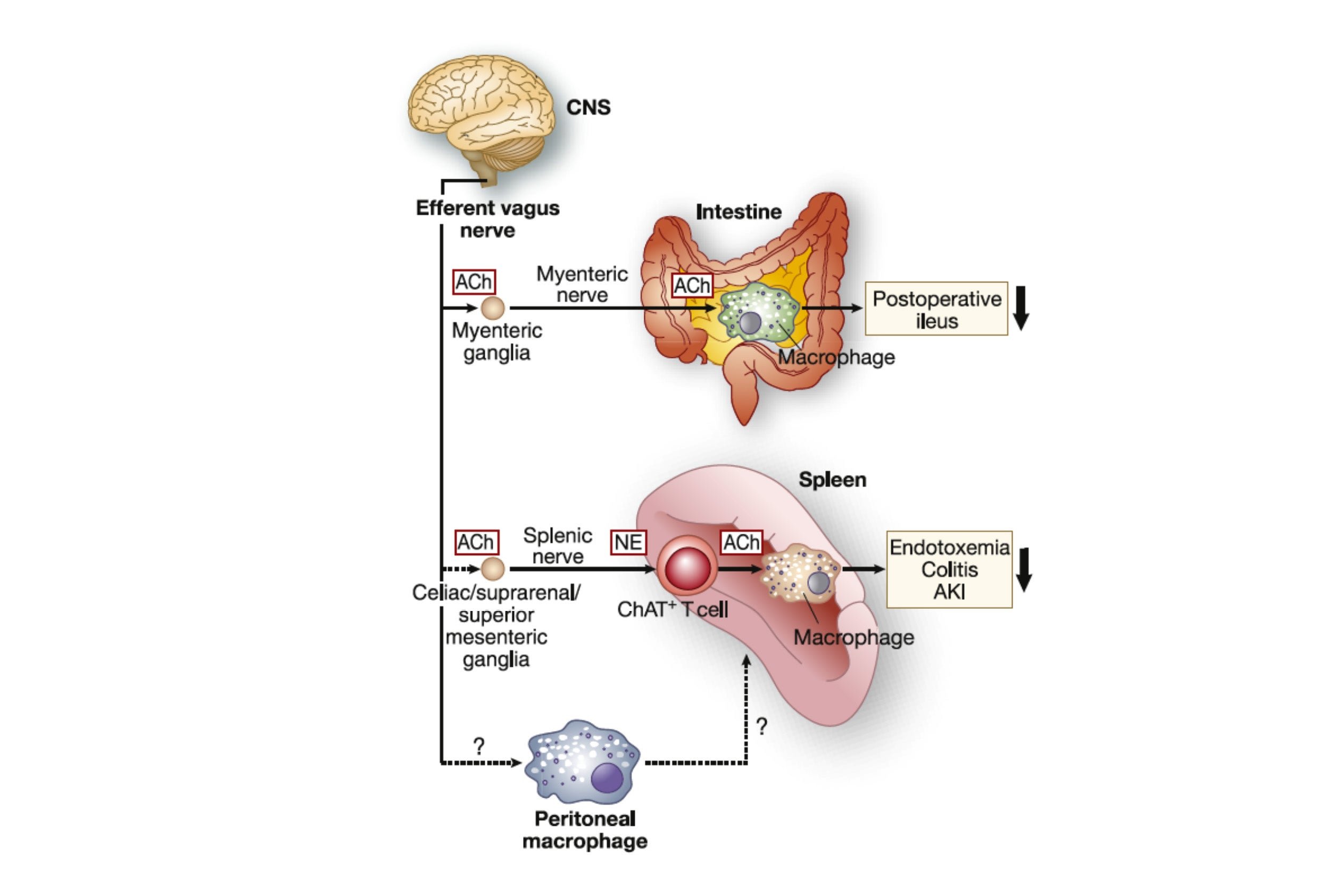 UVA Nephrology