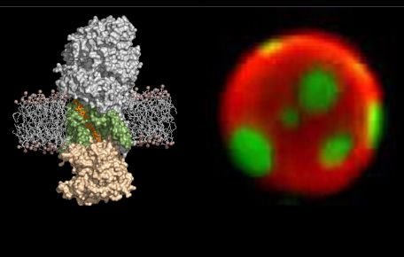 The mission of the Center for Membrane and Cell Physiology at UVA is to image cellular processes at high resolution using state-of-the-art cellular microscopy and structural biology techniques.