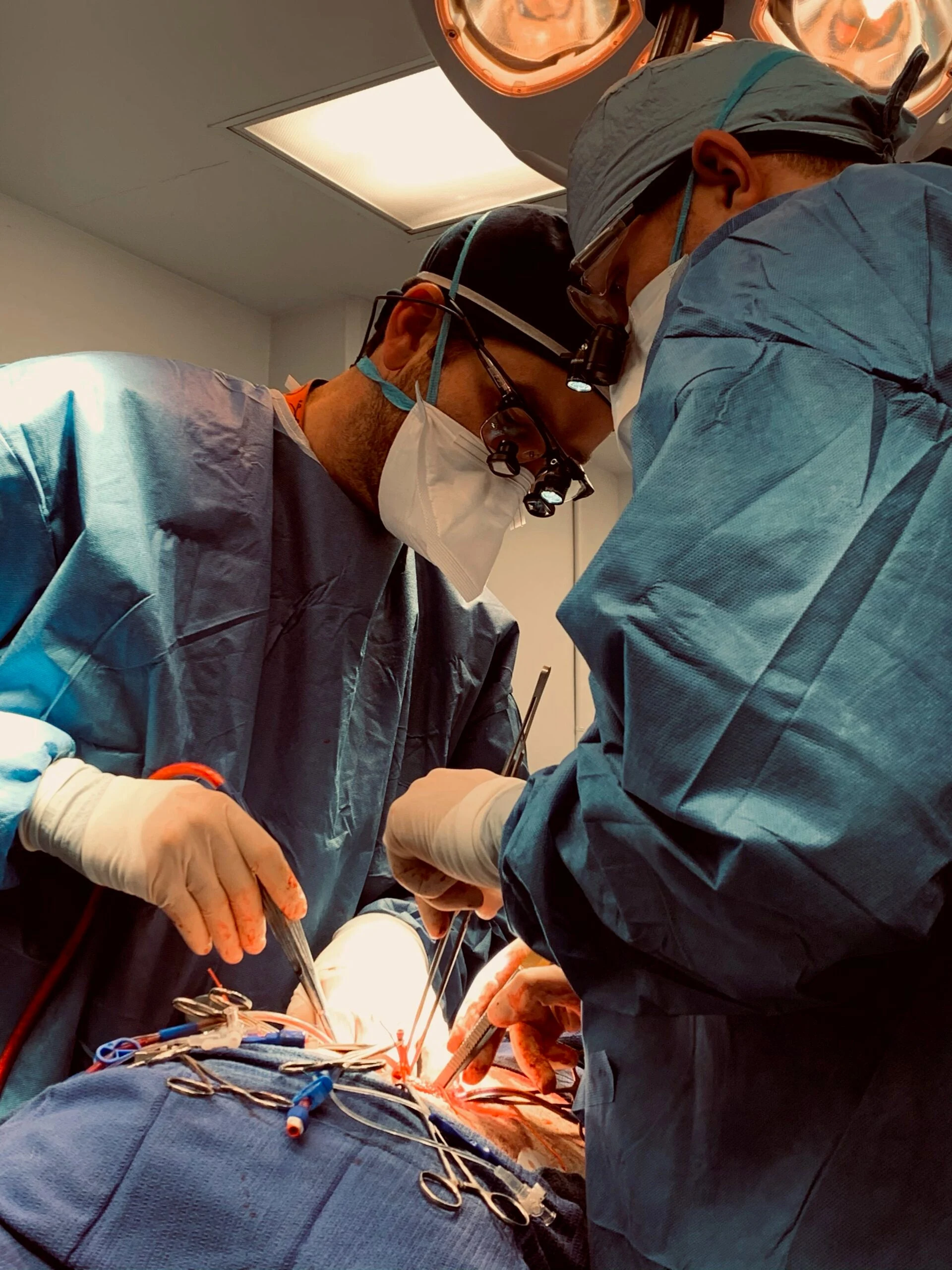 Two doctors operating in vivarium