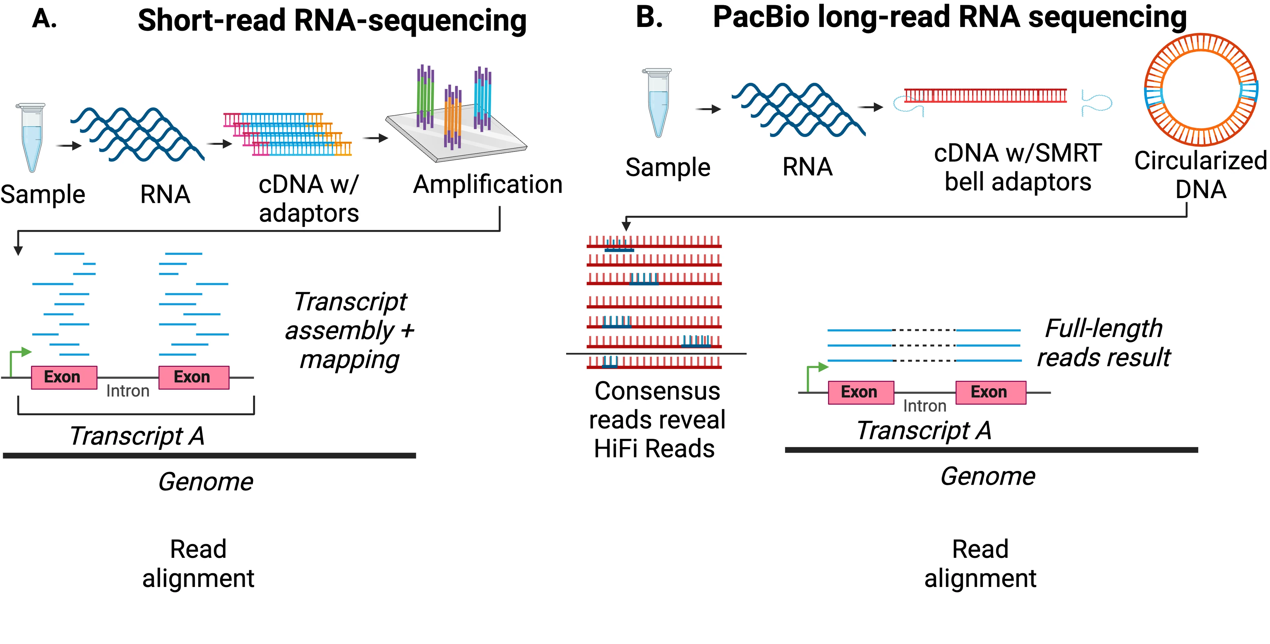 Capturing isoforms and splicing events 
