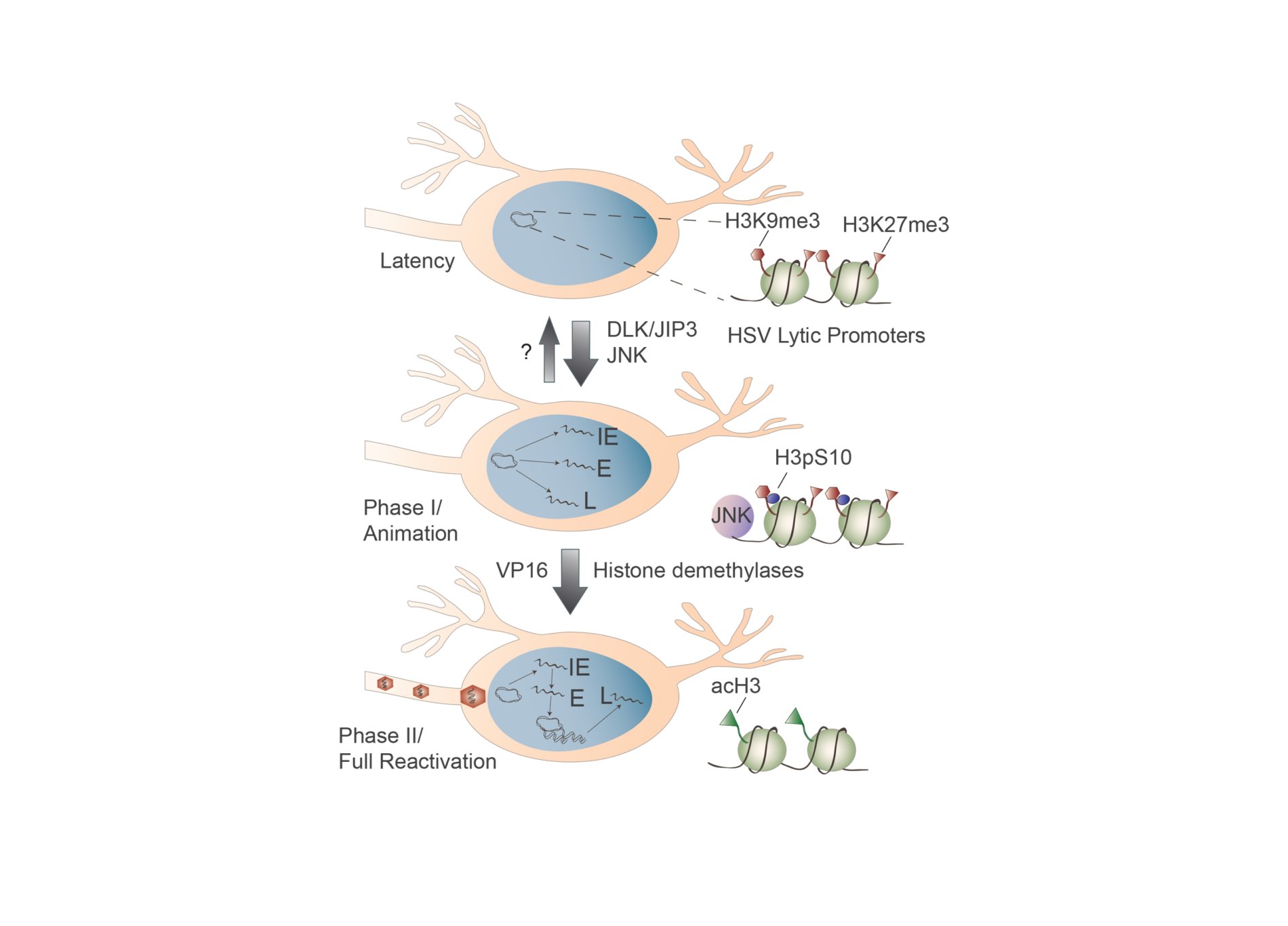 Our lab has developed novel in vitro models of HSV latency. Using these models, we have discovered a neuronal pathway involving activation of c-Jun N-terminal kinase (JNK), common to many stress responses, that is essential for initial HSV gene expression during reactivation. We have also found that this pathway can be activated in neurons by immune-mediated hyperexcitabilty. JNK-dependent reactivation results in a specific change to the HSV epigenome known as a histone methyl/phospho switch, which can permit gene expression to occur from repressive heterochromatin. Our studies therefore answer long-standing question as to how viral gene expression can initiate to trigger HSV reactivation.