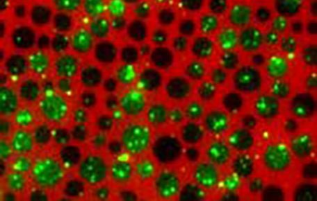 The Center for Membrane and Cell Physiology integrates molecular engineering, advanced imaging, and quantitative physiology to uncover how cellular systems function across scales and how their failure drives disease.