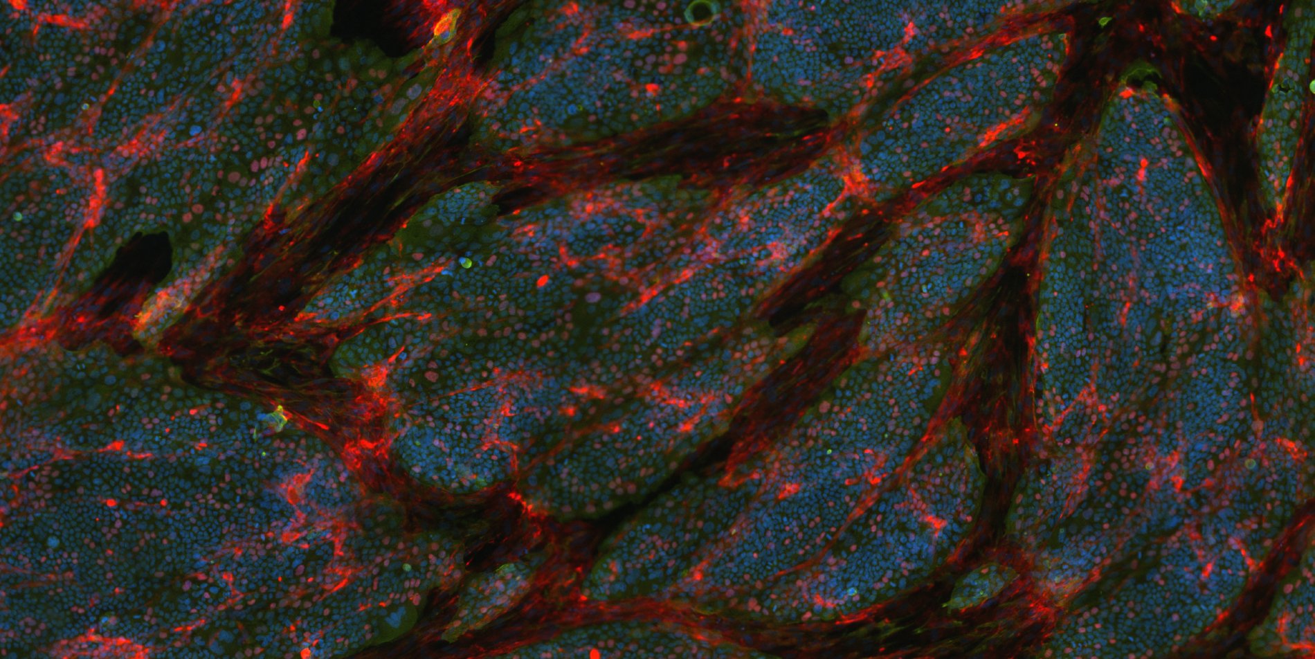 cells