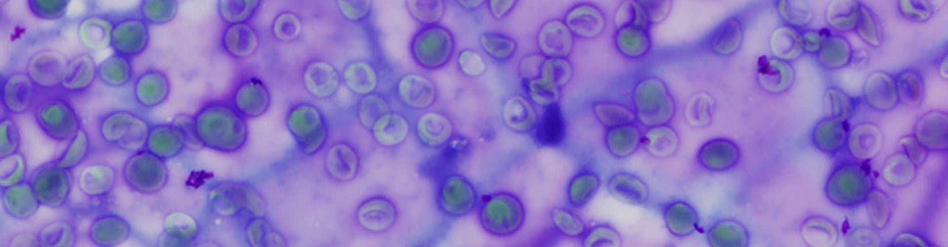 Pathology_hero_1920x500