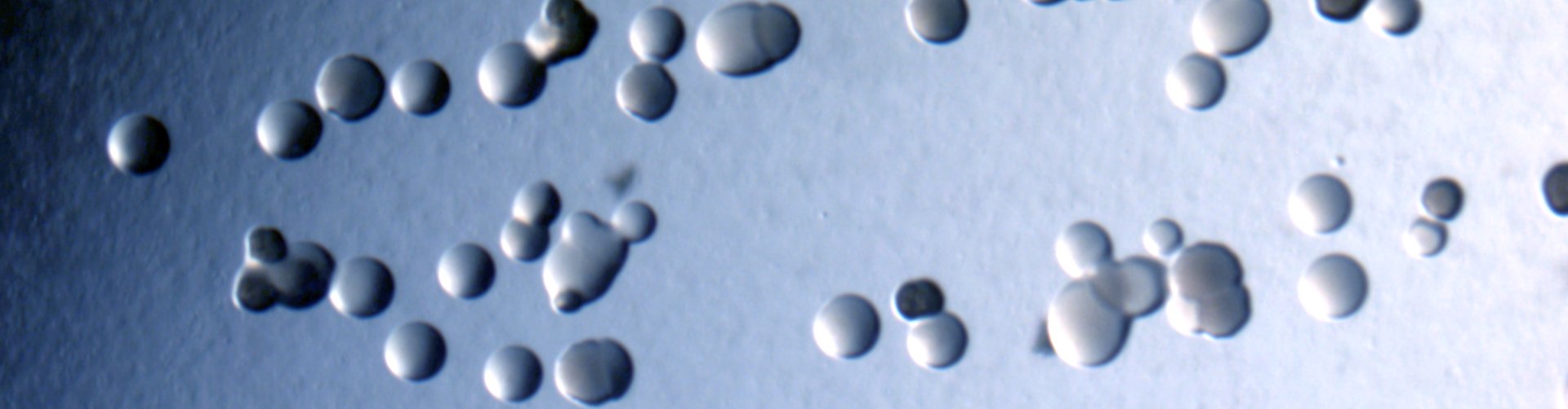Organisms under a microscope
