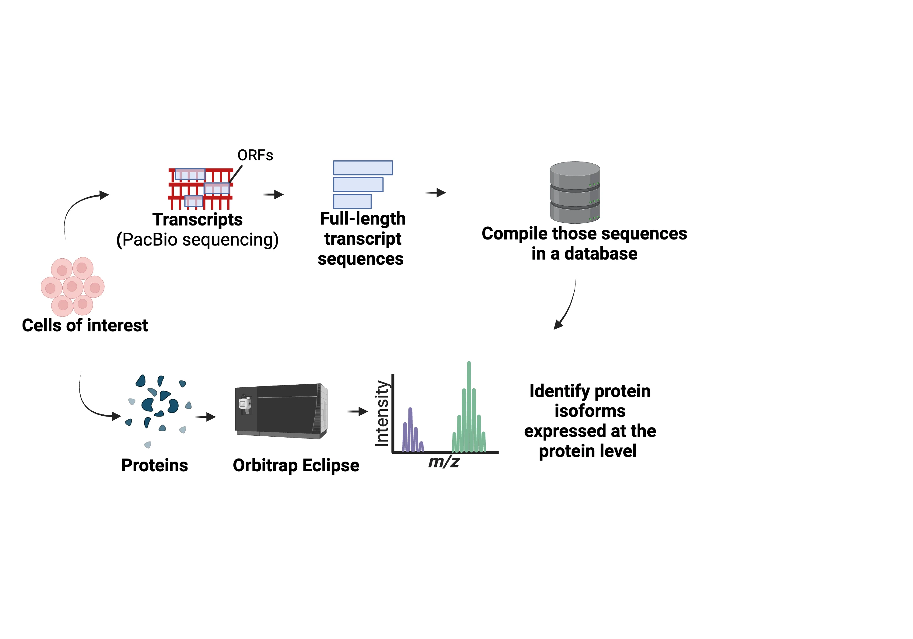 Development of an integrated long-read proteogenomic approach leveraging long-read RNA-sequencing and mass-spectrometry based proteomics to characterize isoforms across the transcriptome 