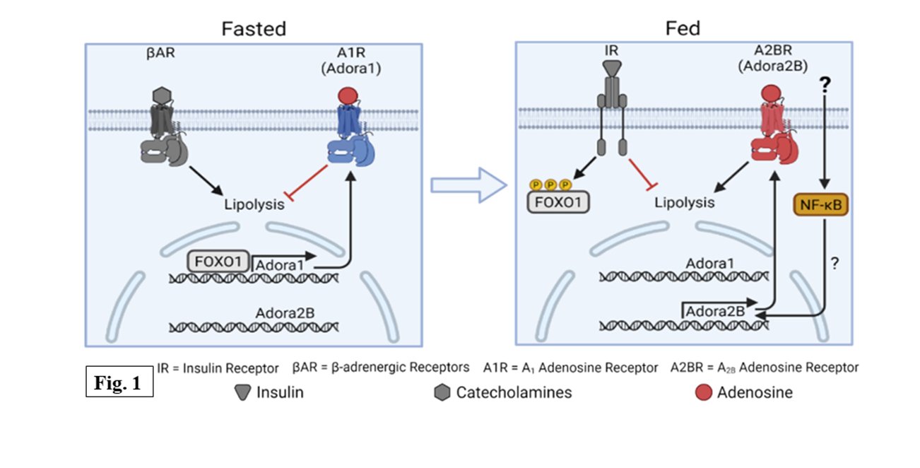 Granade et al., Mol Metab. 2022 Jul 7;101543.
Objective: Adipose tissue is a critical regulator of energy balance that must rapidly shift its metabolism between fasting and feeding to maintain homeostasis. Adenosine has been characterized as an important regulator of adipocyte metabolism primarily through its actions on A1 adenosine receptors (A1R). We sought to understand the role A1R plays specifically in adipocytes during fasting and feeding to regulate glucose and lipid metabolism.