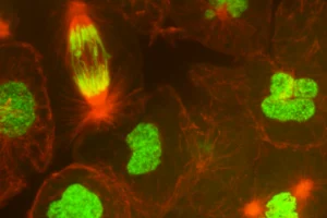 Research in Genetics, zoomed in photo of gene sequence  