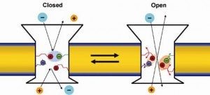 Gating of OmpA Ion Channel