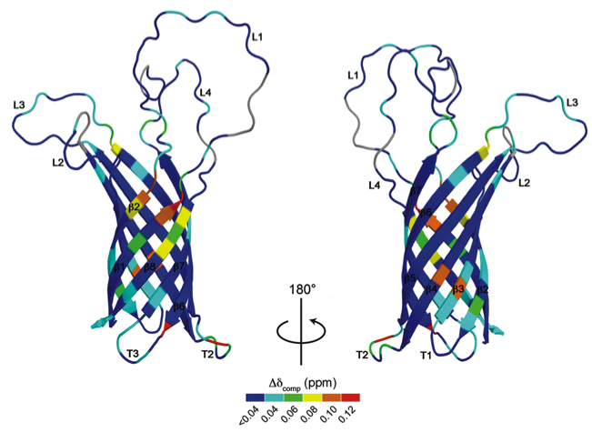 Structure of P. aeruginosa OprH