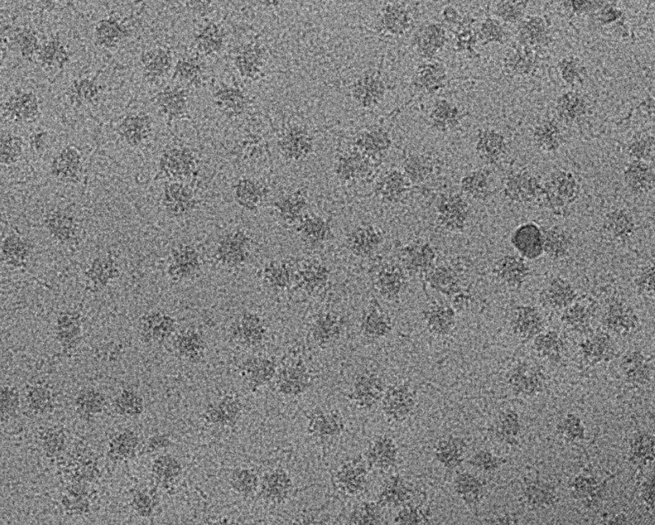 Our group concentrates on utilizing high-resolution structure determination of molecular machines within the cell through cryo-electron microscopy (cryo-EM). Specifically, our focus is on the protein synthesis and protein folding machineries, examining how they are either upregulated or downregulated at the onset and progression of cancer and neurodegenerative diseases, respectively.